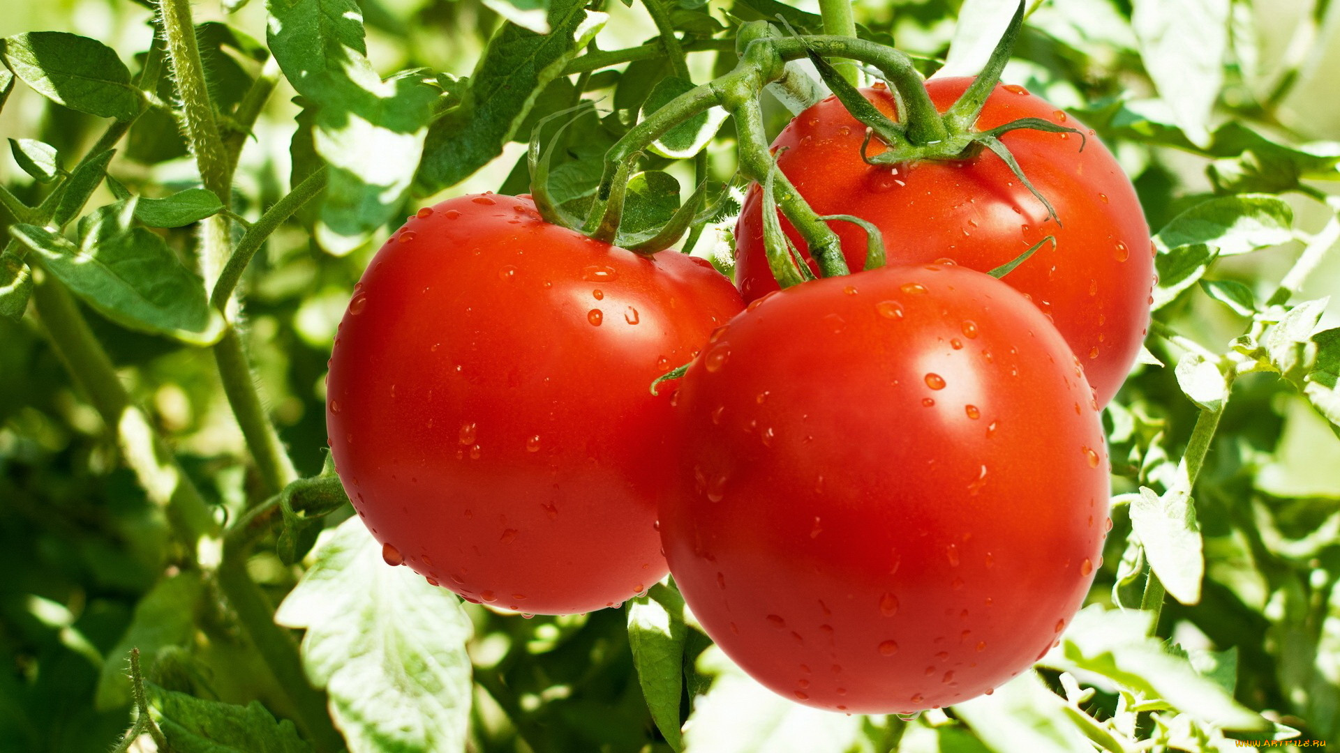 tomato, , , , , 
